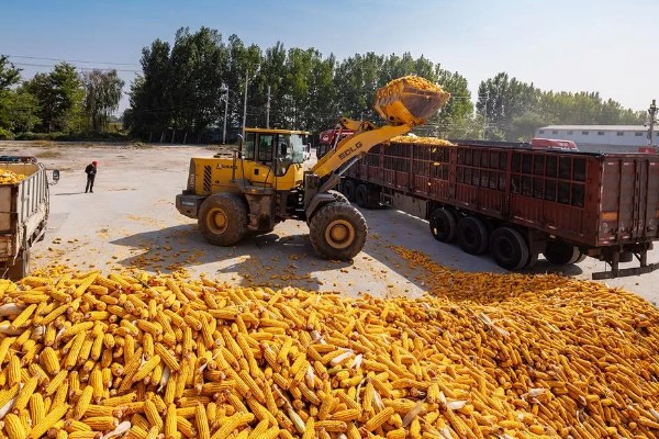 秋玉米在什么时候收获，可以在10月份收获