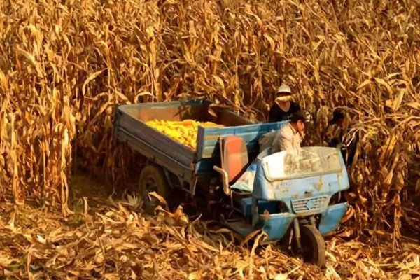 秋玉米在什么时候收获，可以在10月份收获