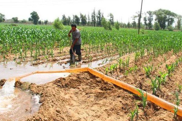 秋玉米在什么时候收获，可以在10月份收获