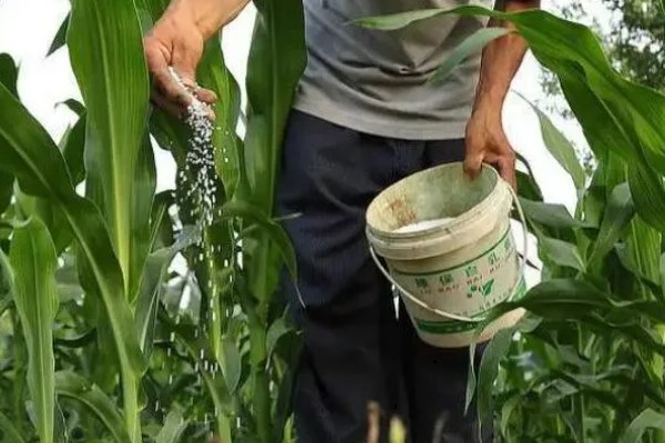 秋玉米在什么时候收获，可以在10月份收获