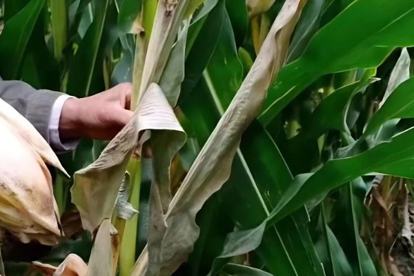 秋玉米在什么时候收获，可以在10月份收获