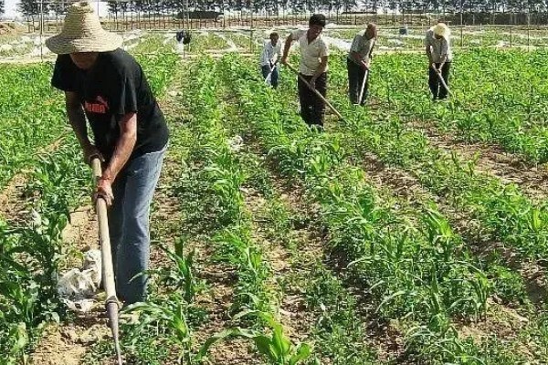 秋玉米在什么时候收获，可以在10月份收获