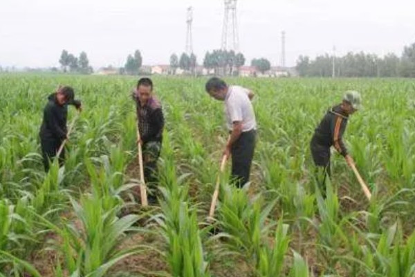 秋玉米在什么时候收获，可以在10月份收获