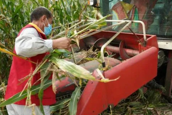 秋玉米在什么时候收获，可以在10月份收获