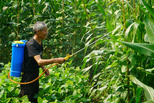 秋玉米在什么时候收获，可以在10月份收获