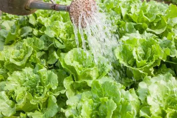 白菜多久浇一次水，春秋季每隔5-7天浇一次水