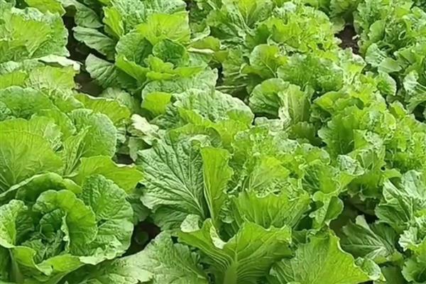 白菜多久浇一次水，春秋季每隔5-7天浇一次水