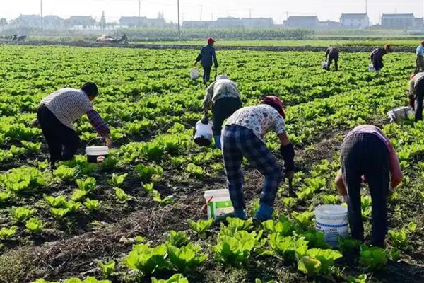白菜多久浇一次水，春秋季每隔5-7天浇一次水