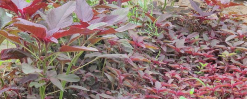 紫色叶子蔬菜有哪些，有紫甘蓝、紫背菜等