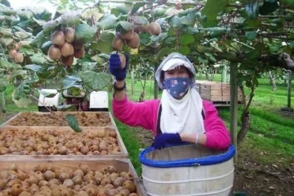 猕猴桃的采收时间，果实开始膨大还没完全软化时是最佳采收时间