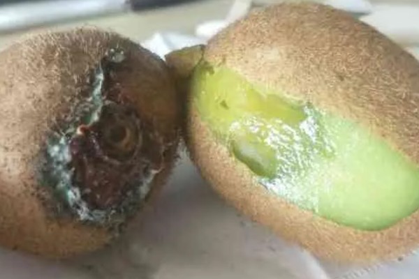 猕猴桃的采收时间，果实开始膨大还没完全软化时是最佳采收时间