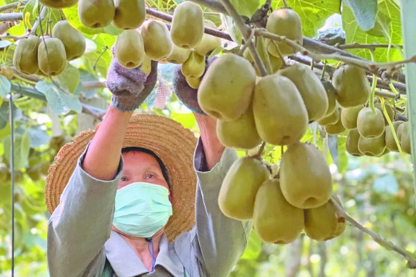 猕猴桃的采收时间，果实开始膨大还没完全软化时是最佳采收时间