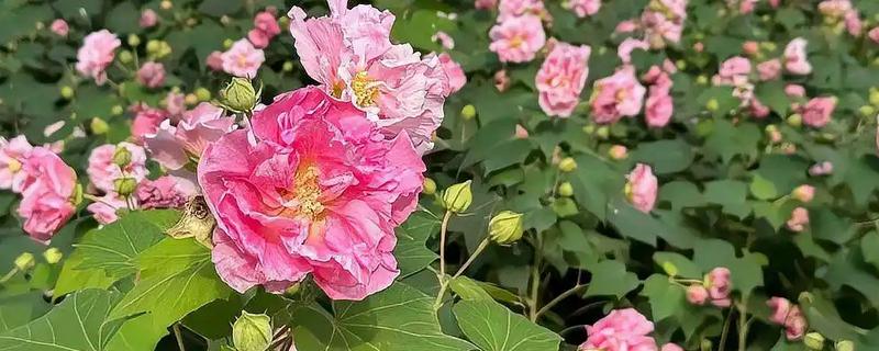 芙蓉花在几月份开花，在8-10月份