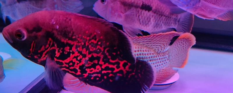 地图鱼生活在哪个水层,主要生活在大水域中的中下层