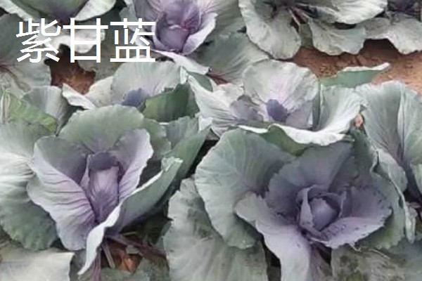 紫色叶子蔬菜有哪些，有紫甘蓝、紫背菜等