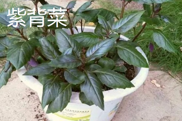 紫色叶子蔬菜有哪些，有紫甘蓝、紫背菜等