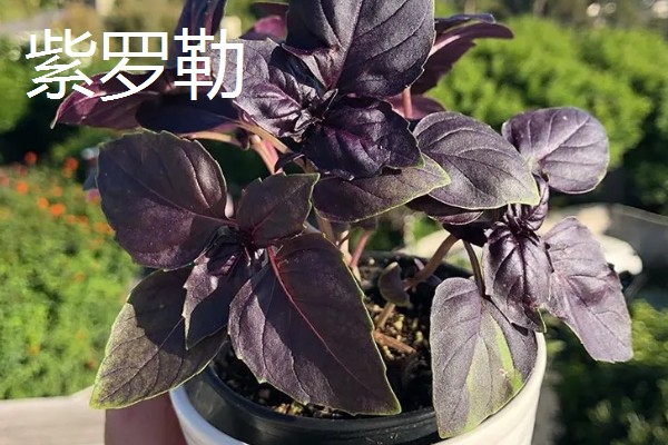 紫色叶子蔬菜有哪些，有紫甘蓝、紫背菜等