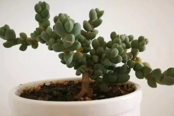 鹿角海棠下面杆干了如何解决，可能是缺水导致的