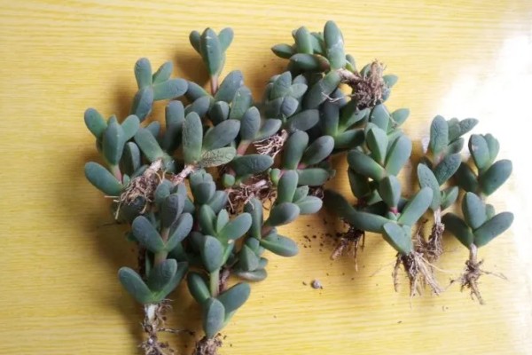 鹿角海棠下面杆干了如何解决，可能是缺水导致的