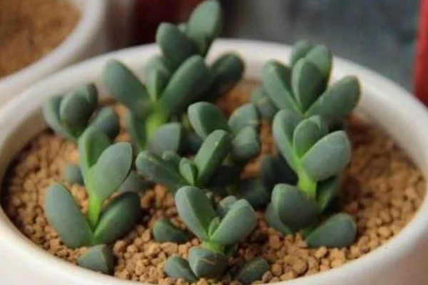 鹿角海棠下面杆干了如何解决，可能是缺水导致的