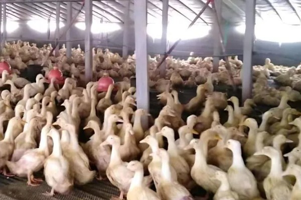 鸭子突然不进窝预示着什么，预示着快要下雨了