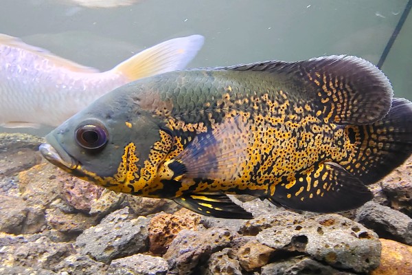 地图鱼生活在哪个水层,主要生活在大水域中的中下层