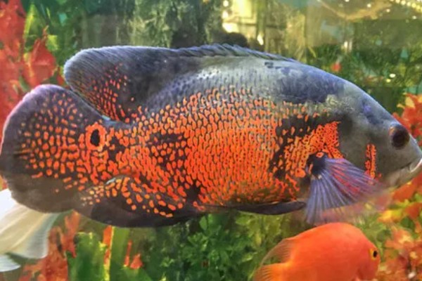 地图鱼生活在哪个水层,主要生活在大水域中的中下层