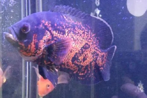 地图鱼生活在哪个水层,主要生活在大水域中的中下层