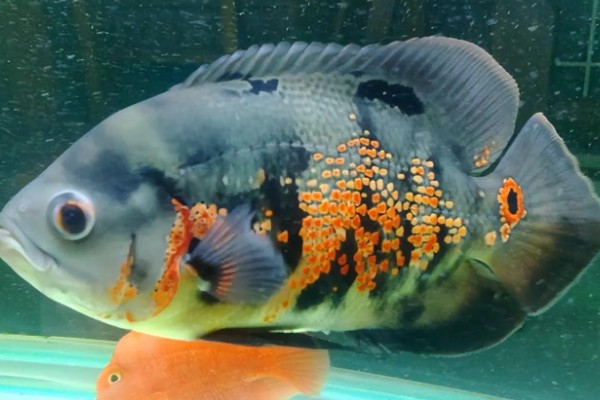 地图鱼生活在哪个水层,主要生活在大水域中的中下层