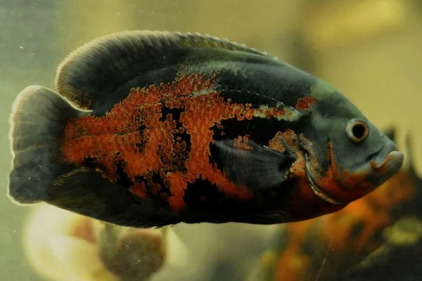 地图鱼生活在哪个水层,主要生活在大水域中的中下层