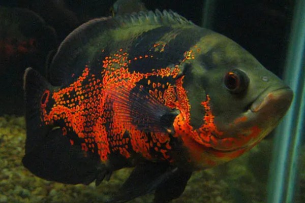 地图鱼生活在哪个水层,主要生活在大水域中的中下层