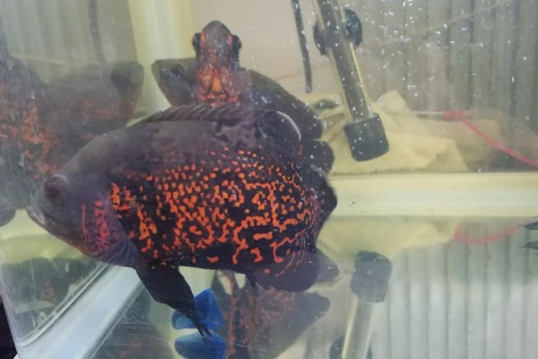 地图鱼生活在哪个水层,主要生活在大水域中的中下层