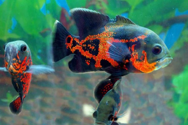 地图鱼生活在哪个水层,主要生活在大水域中的中下层