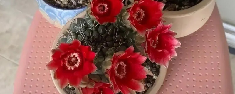 绯花玉小球如何生根，摆放在阴凉通风环境中等待生根