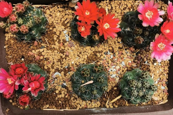 绯花玉小球如何生根，摆放在阴凉通风环境中等待生根