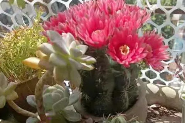 绯花玉小球如何生根，摆放在阴凉通风环境中等待生根