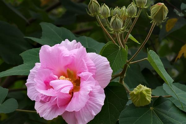 芙蓉花在几月份开花，在8-10月份