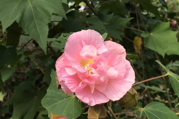 芙蓉花在几月份开花，在8-10月份