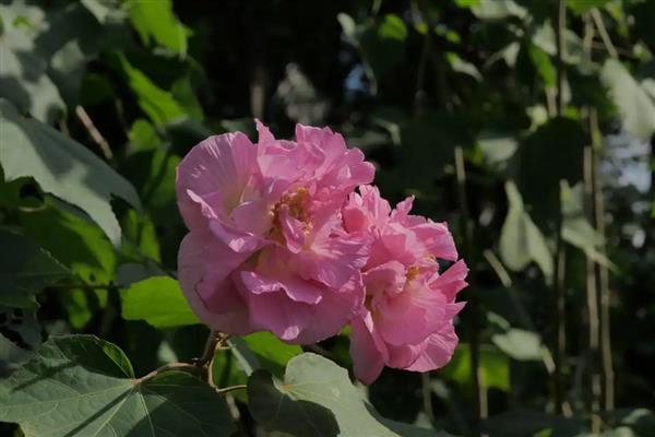 芙蓉花在几月份开花，在8-10月份
