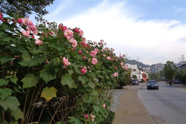 芙蓉花在几月份开花，在8-10月份