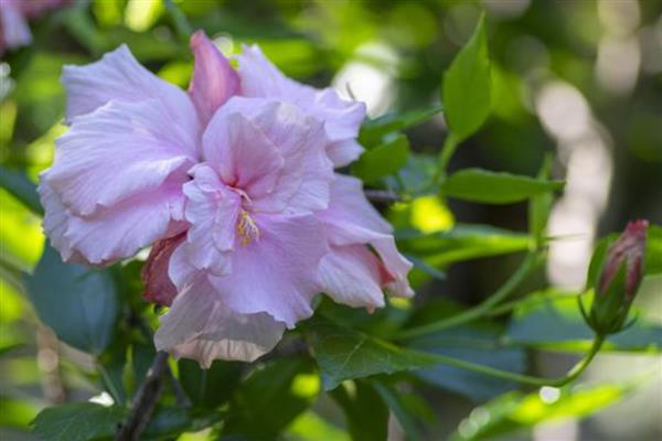 芙蓉花在几月份开花，在8-10月份