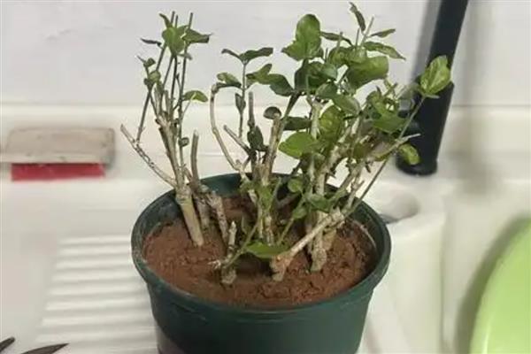茉莉花换盆换土的方法，换盆前需浇透一次水