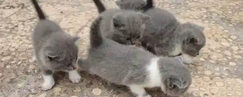 猫咪减肥的步骤，一定要有计划地节食