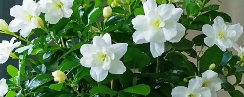 茉莉花换盆换土的方法，换盆前需浇透一次水