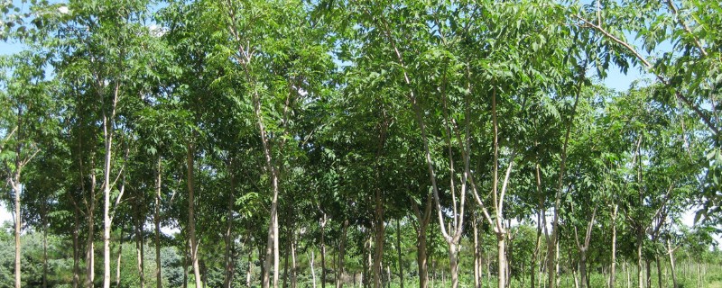 适合盐碱地的植物有哪些，常见的有白榆、白柳等