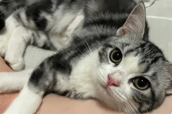 猫咪减肥的步骤，一定要有计划地节食