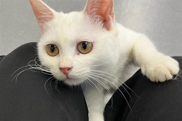 猫咪减肥的步骤，一定要有计划地节食