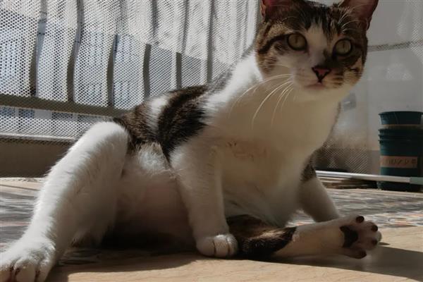 猫咪减肥的步骤，一定要有计划地节食