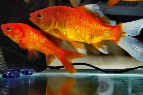 养红鲫鱼多长时间喂一次，建议每天饲喂2次