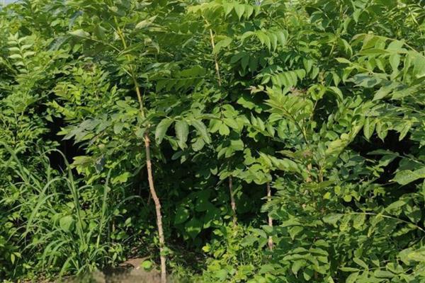 适合盐碱地的植物有哪些，常见的有白榆、白柳等